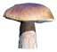 Porcini Mushroom